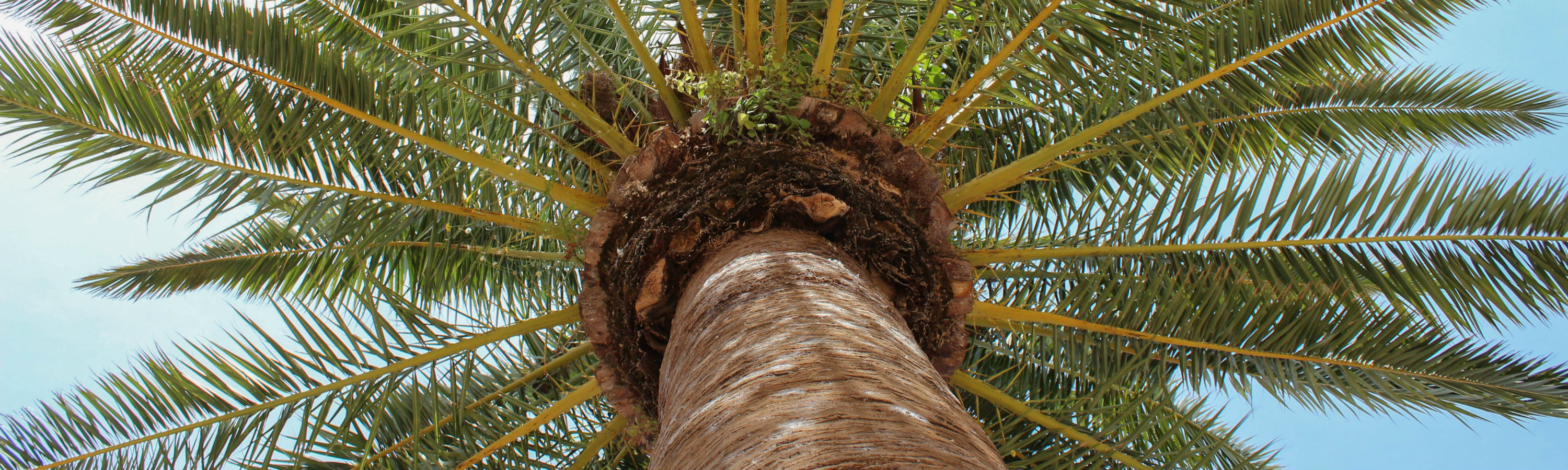 Palm Tree